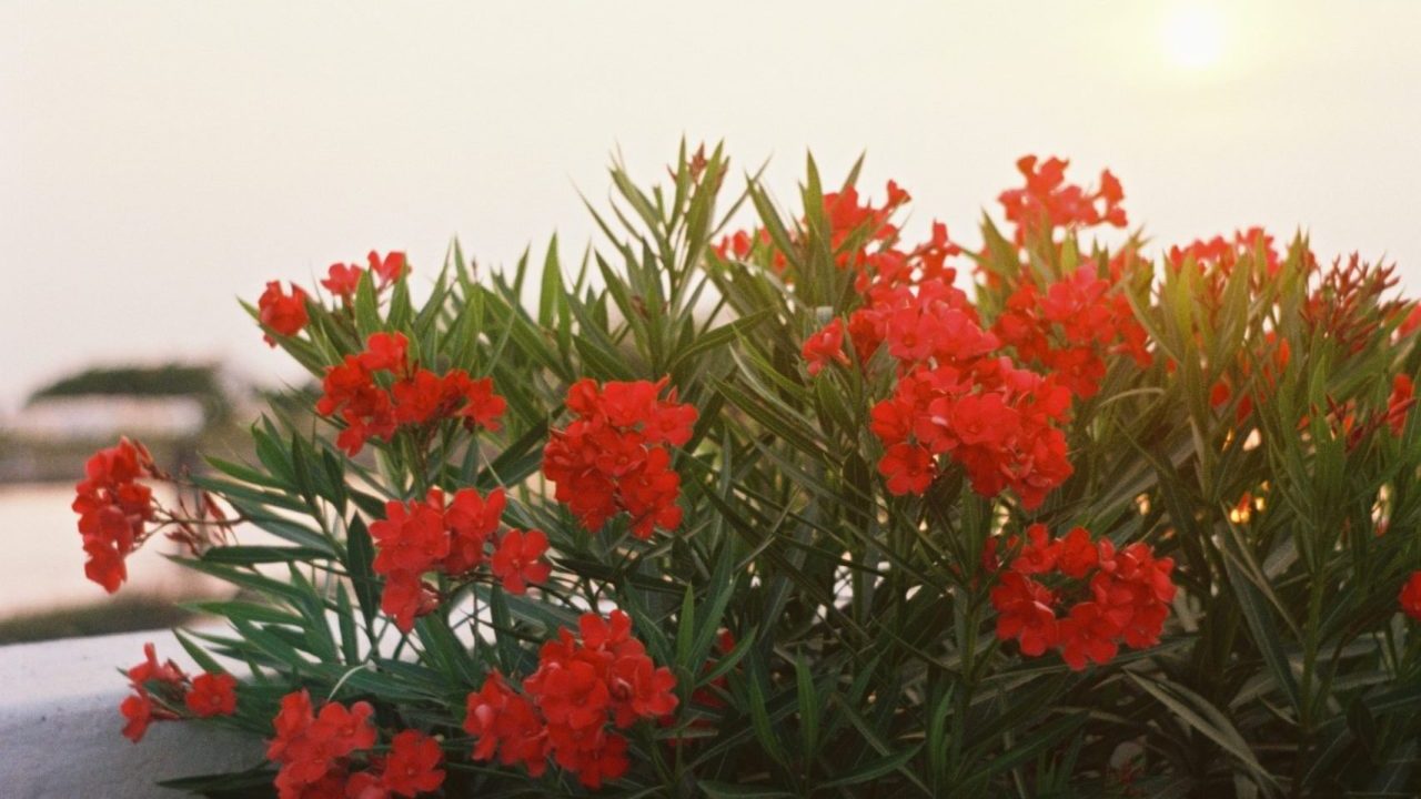 Cavallino Treporti: Discover the Wonders of This Adriatic Gem