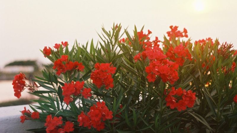 Cavallino Treporti: Discover the Wonders of This Adriatic Gem