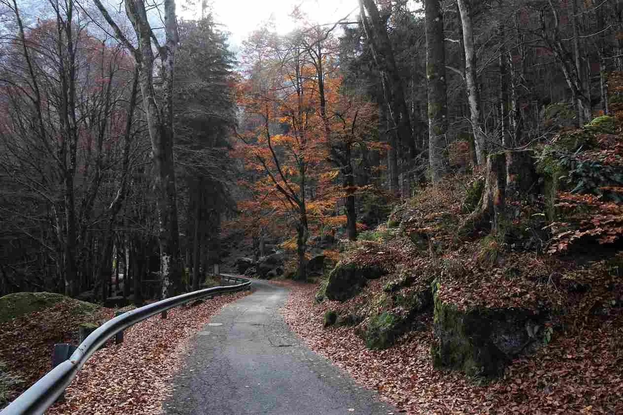 foresta dei bagni di masino in autunno