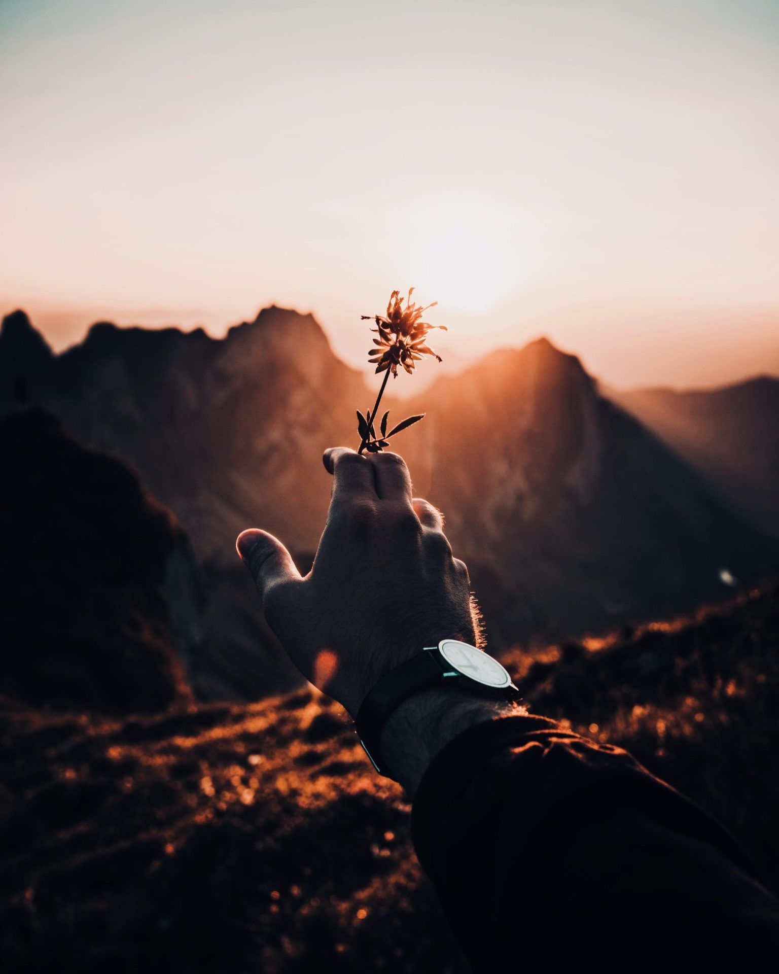 edelweiss