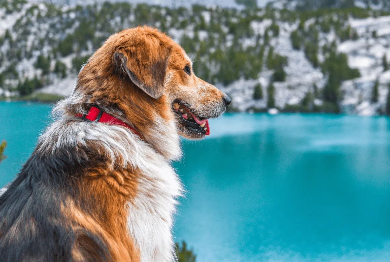 Dog-Friendly Itineraries