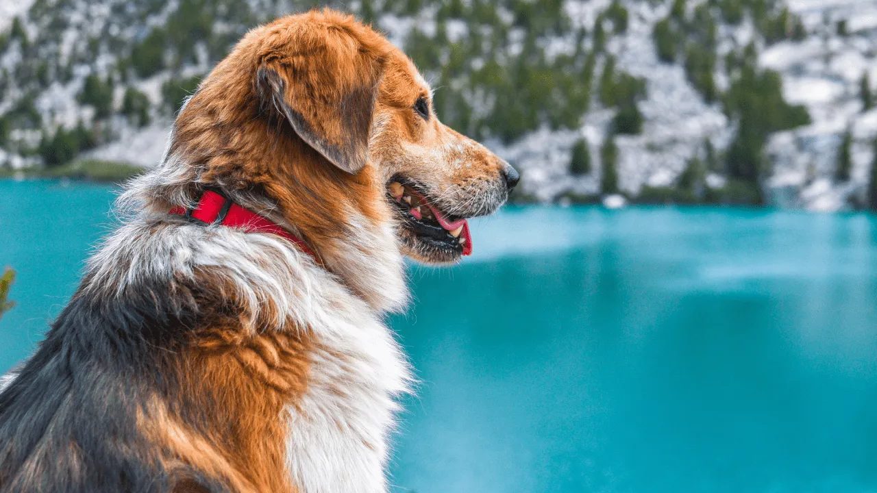 Dog-Friendly Itineraries