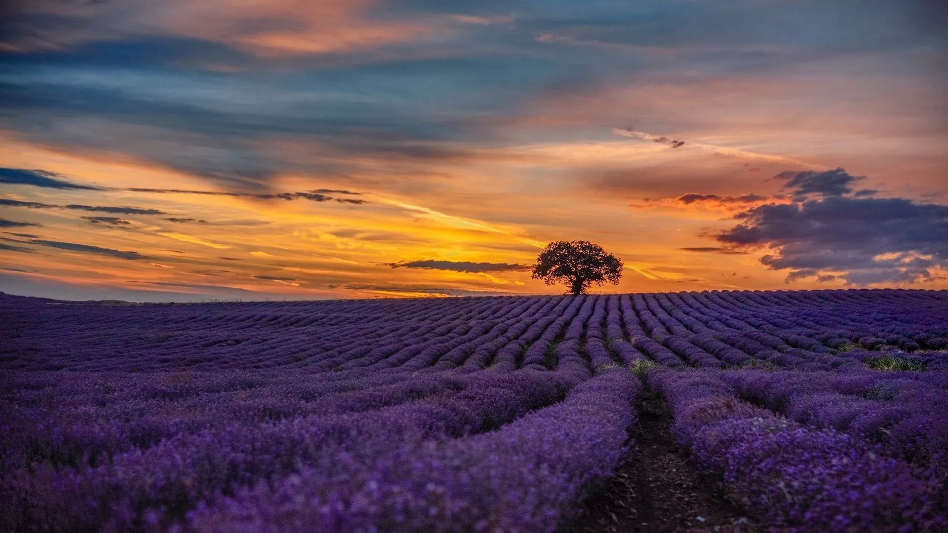 The Lavender Road in Italy: A Journey Full of Colors
