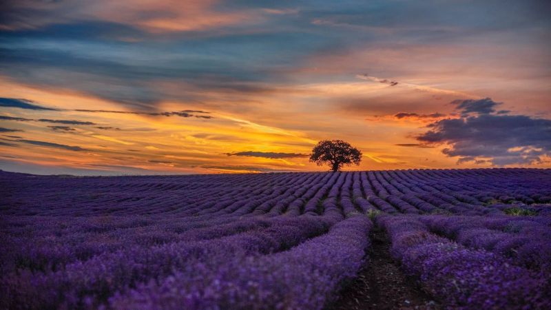 La strada della lavanda in Italia: un itinerario ricco di colori