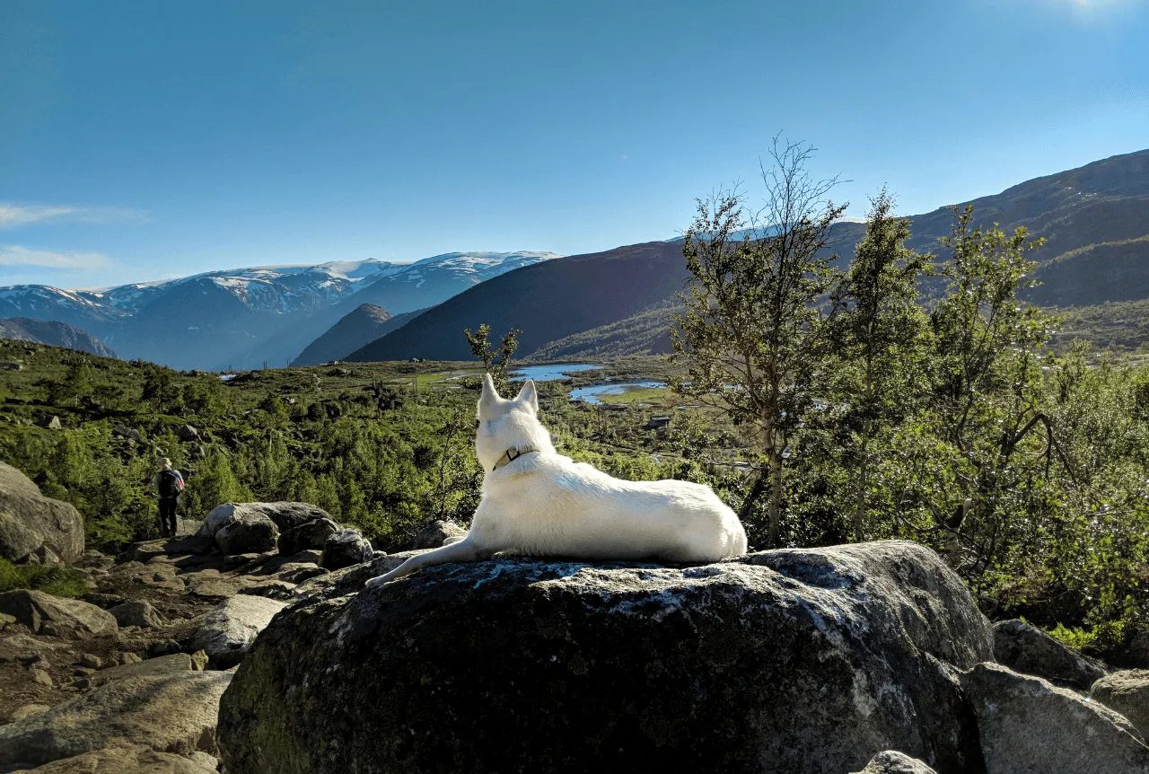 Itinerari con il cane
