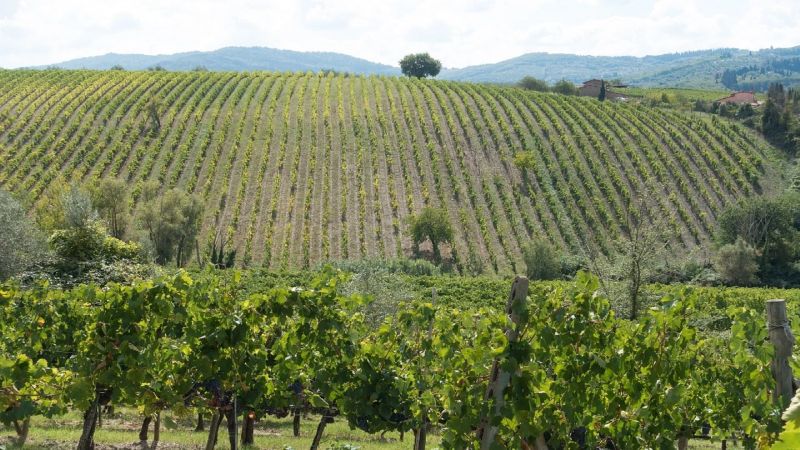 degustazioni nel chianti