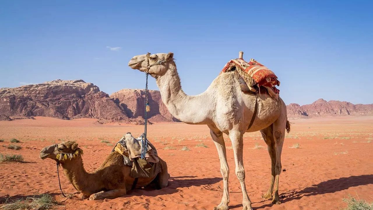 Jordan: A Night in the Wadi Rum Desert