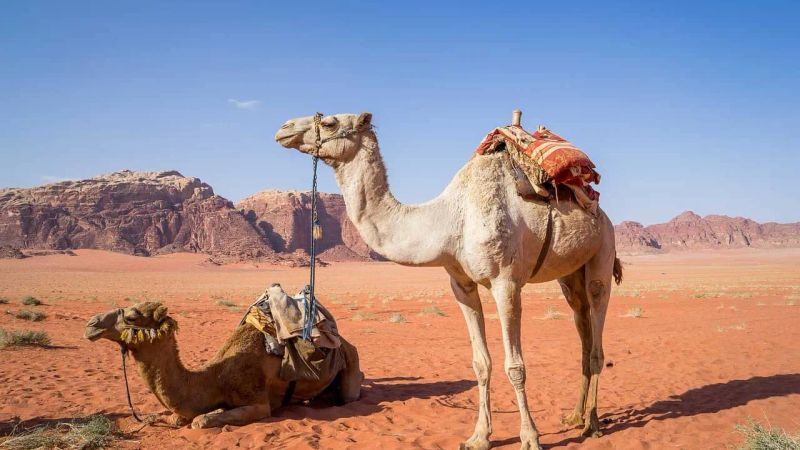 Jordan: A Night in the Wadi Rum Desert