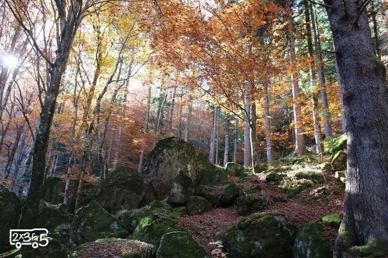 forêt des bagni di masino