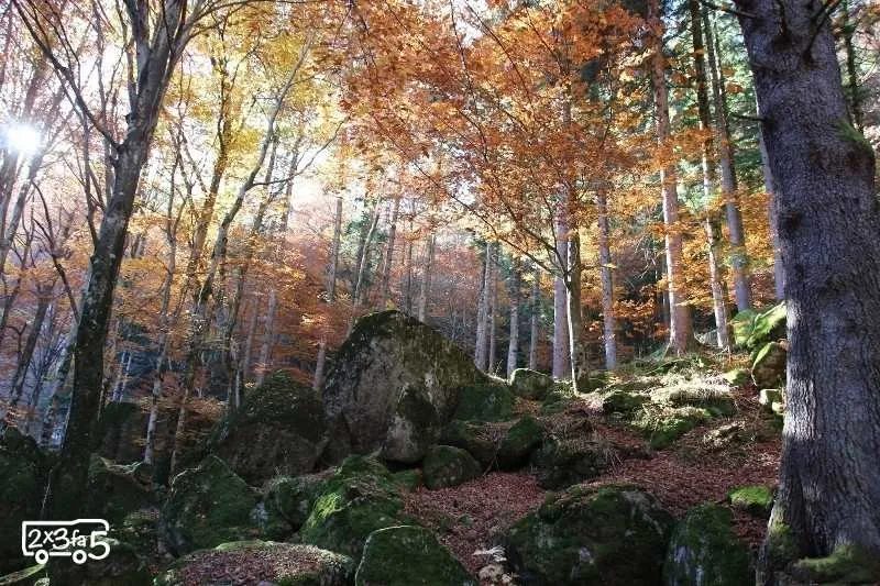 forêt des bagni di masino