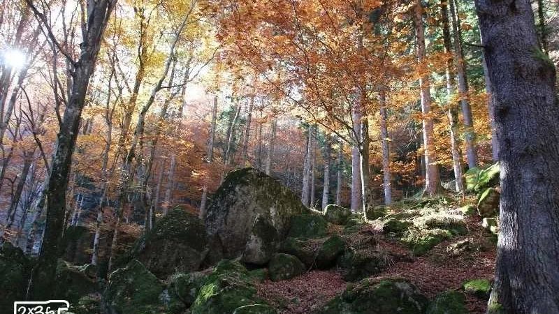foresta dei bagni di masino