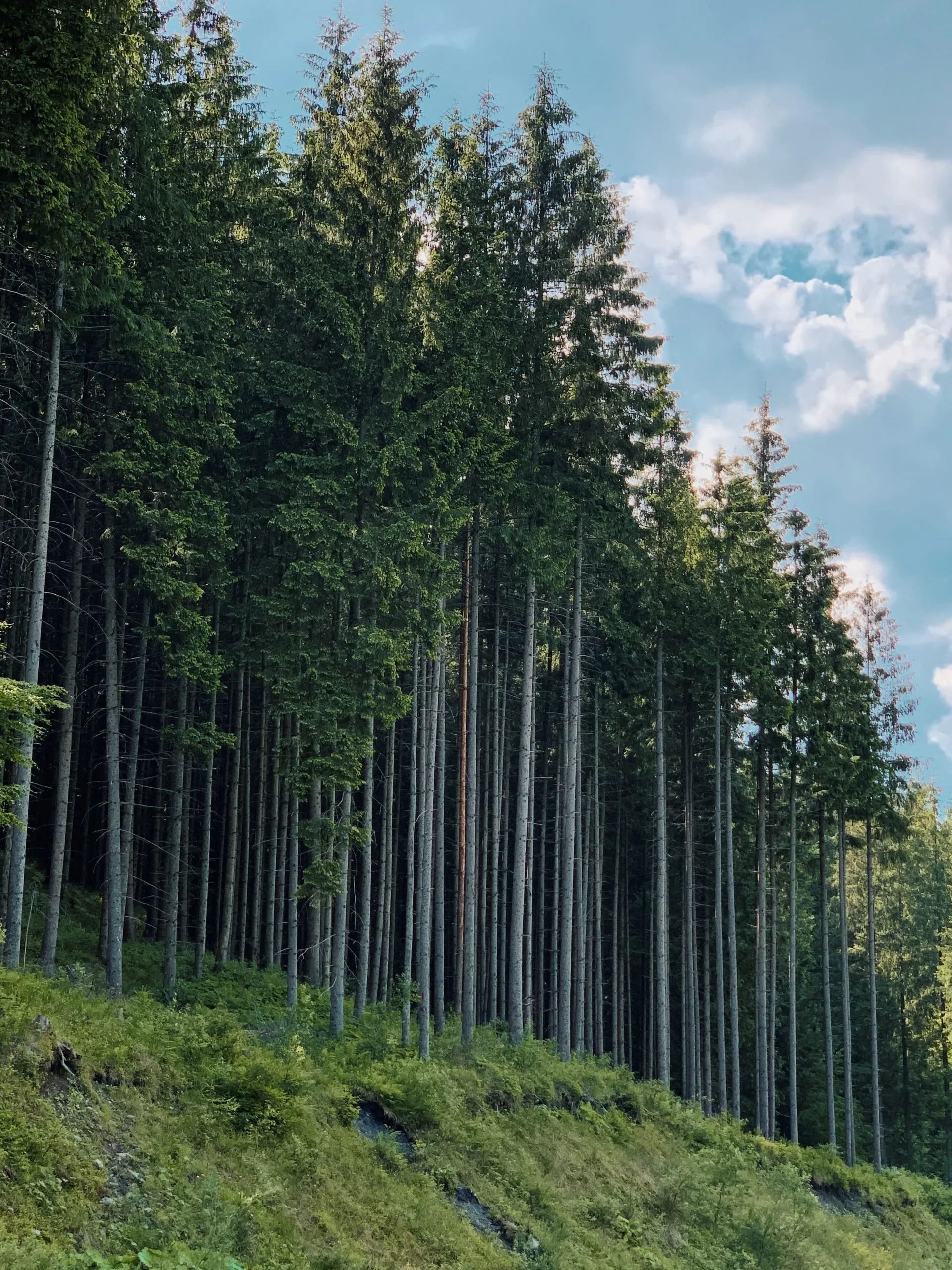 A Scenic Walk from Pineta to Caldonazzo with Lake Views