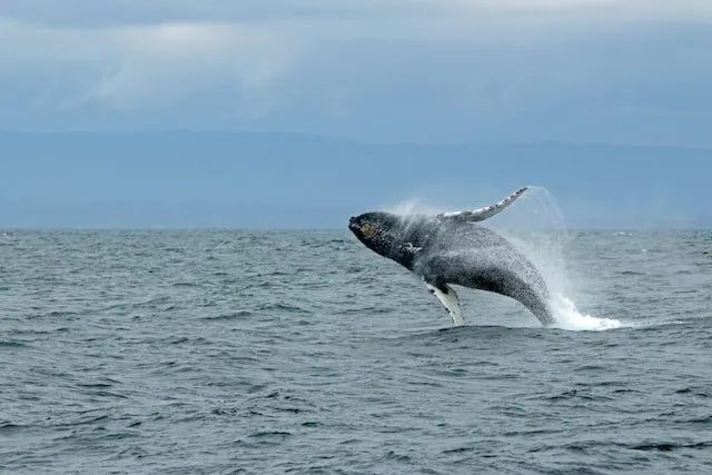 whale watching