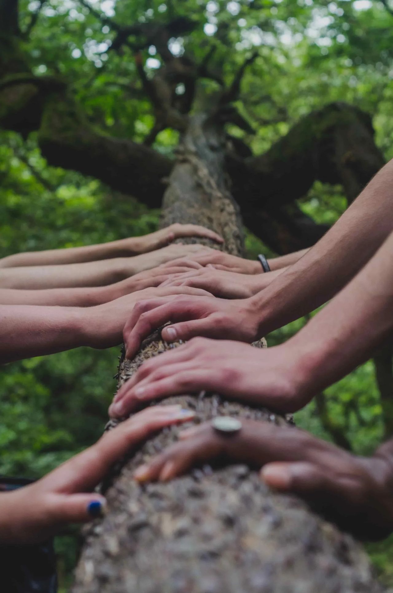gruppo terapia bosco