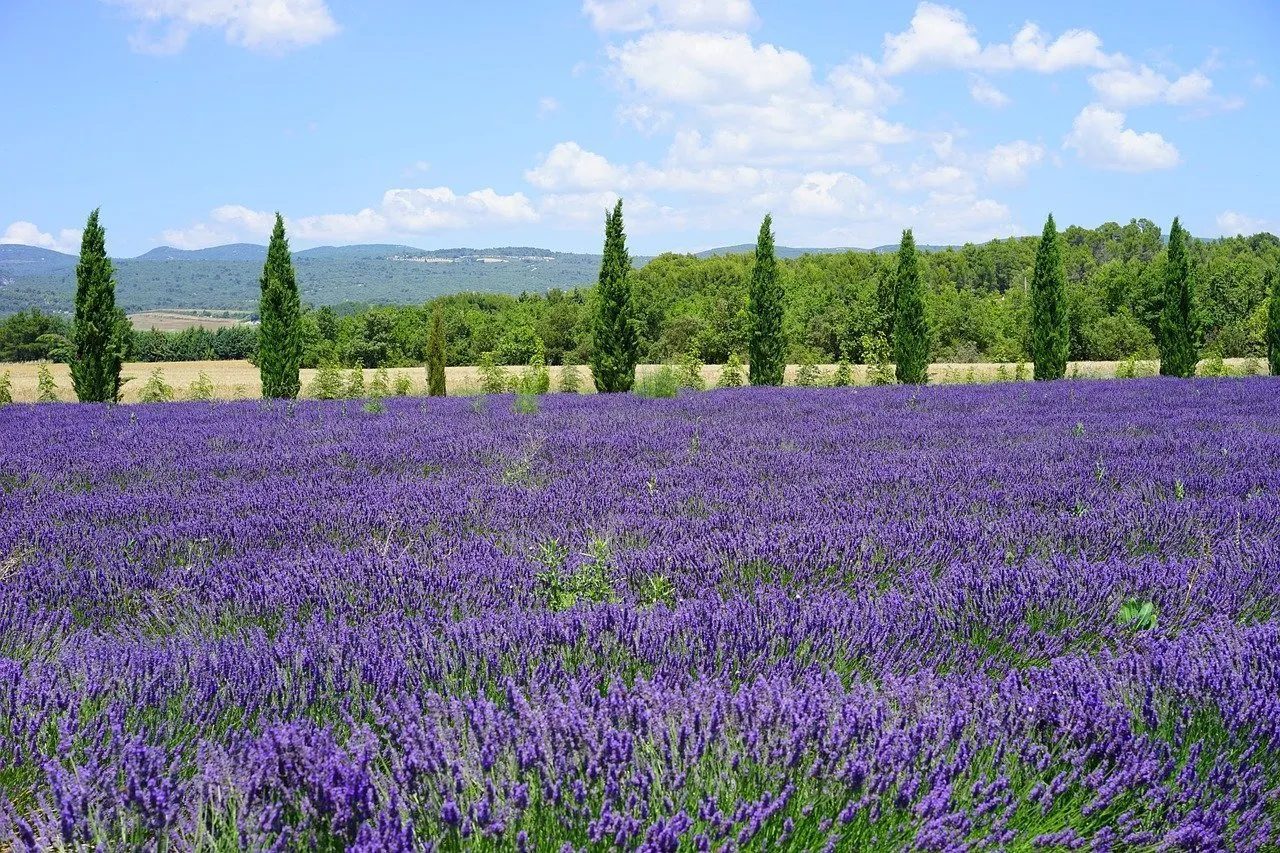 strada della lavanda in Italia