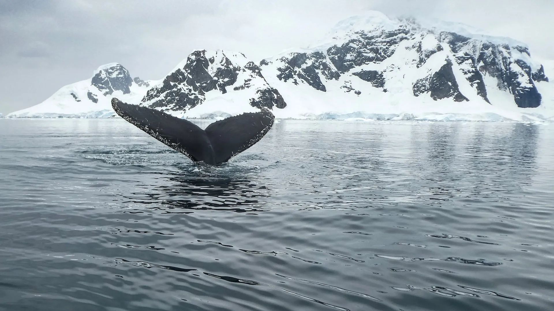 Essential Guide: Traveling to Antarctica