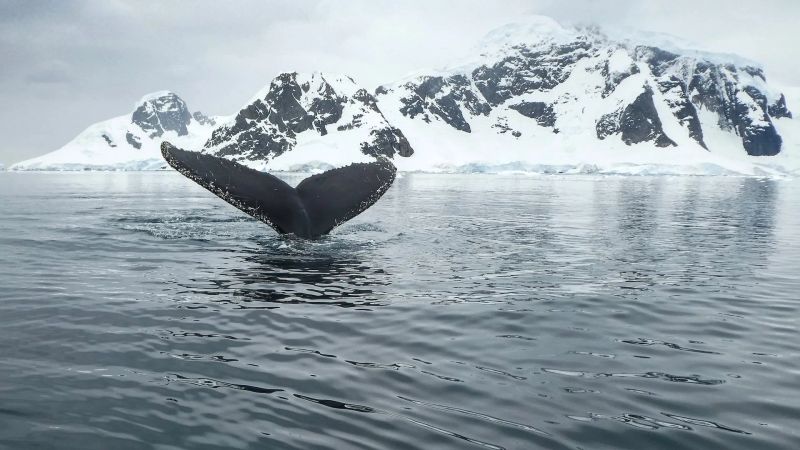 Essential Guide: Traveling to Antarctica