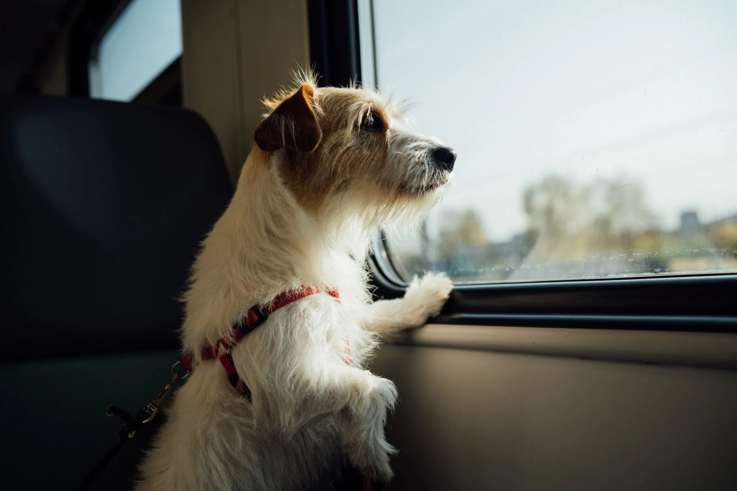day out with dog