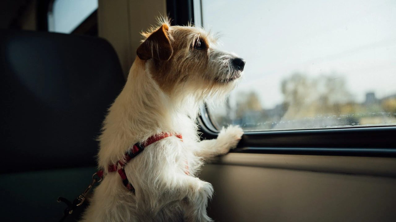 day out with dog