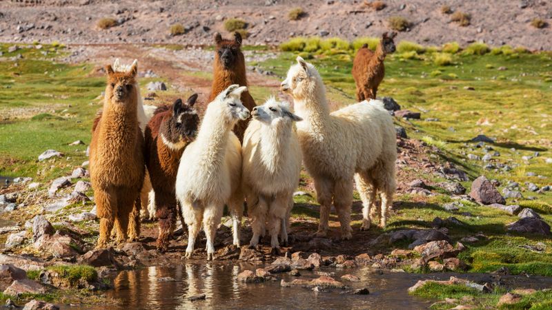 alpaca