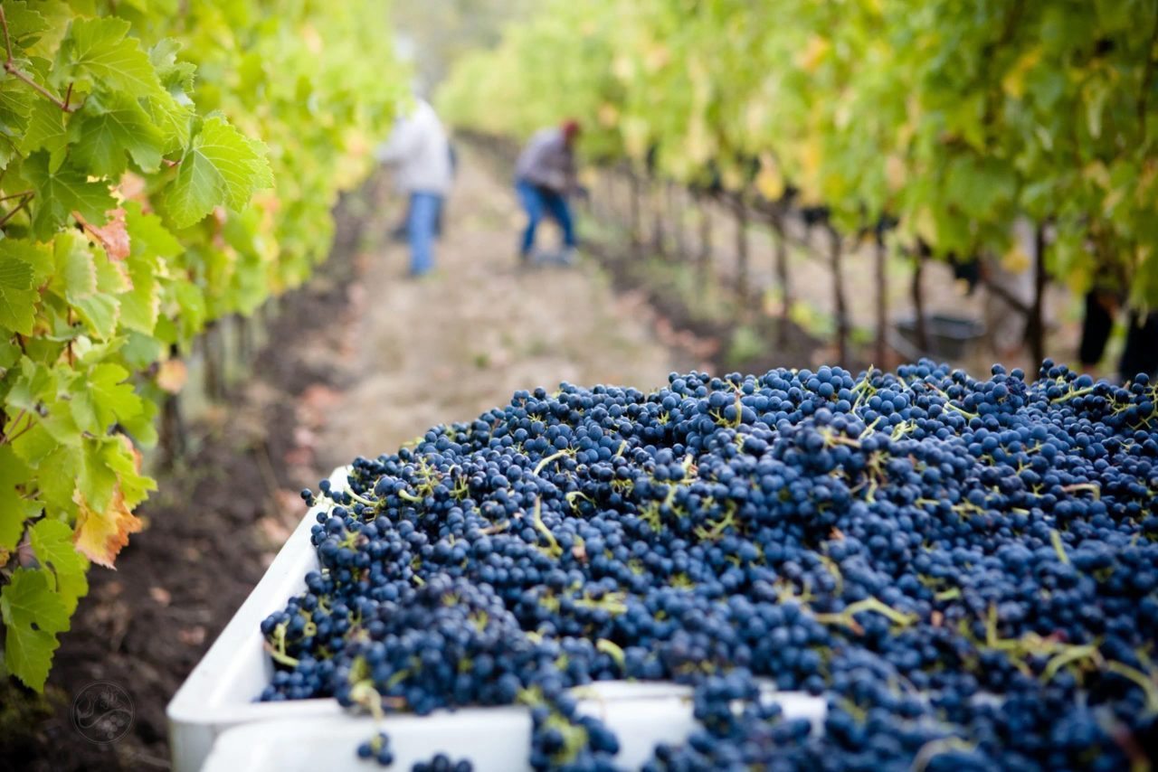 migliori cantine valpolicella