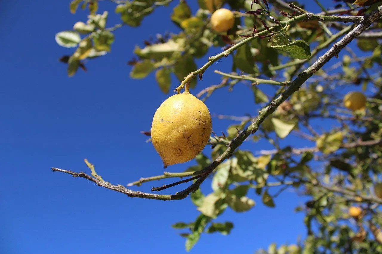 limoni della Costiera Amalfitana