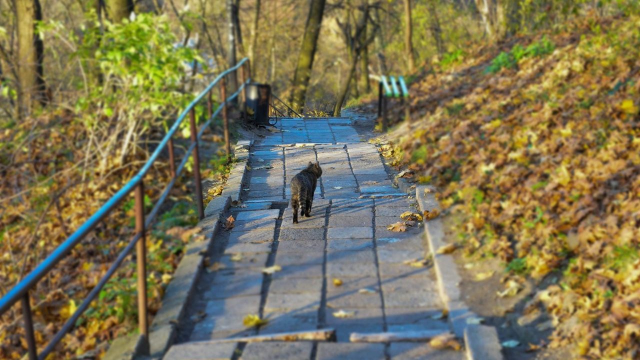 Découvrez les merveilles de la promenade : le secret pour se détendre et découvrir de nouveaux lieux