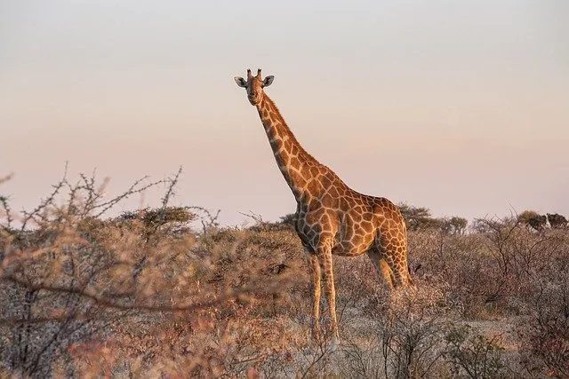 viaggio di gruppo in namibia-giraffe