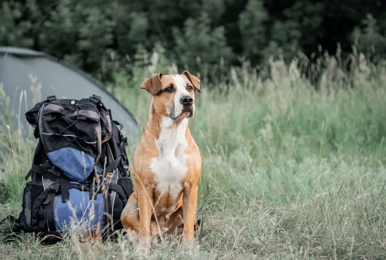 Itinerari con il cane