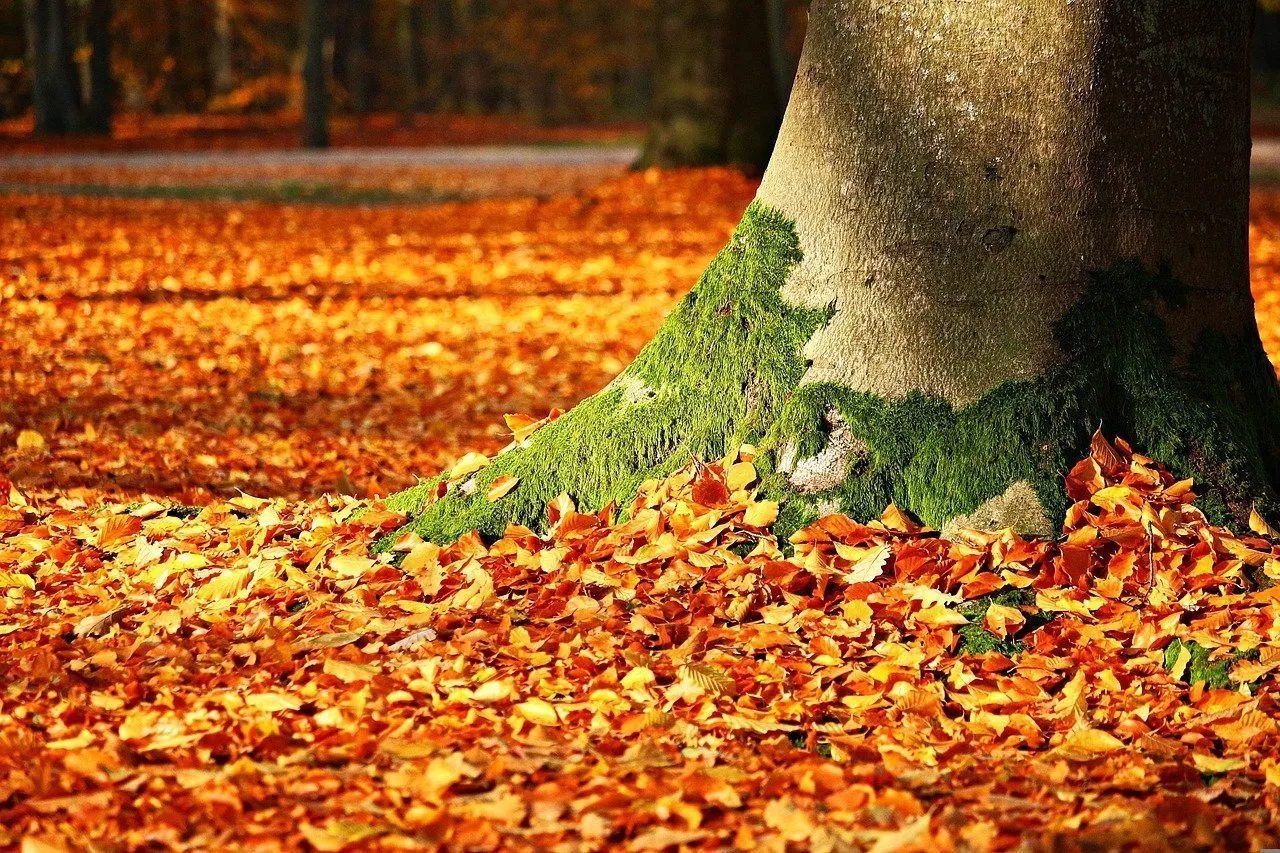 foliage Nord Italia
