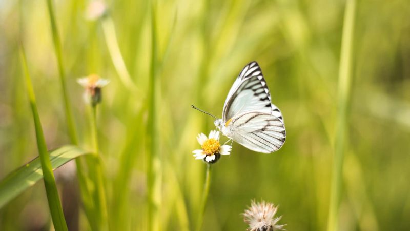 Panoramic Hike on the Butterfly Trail