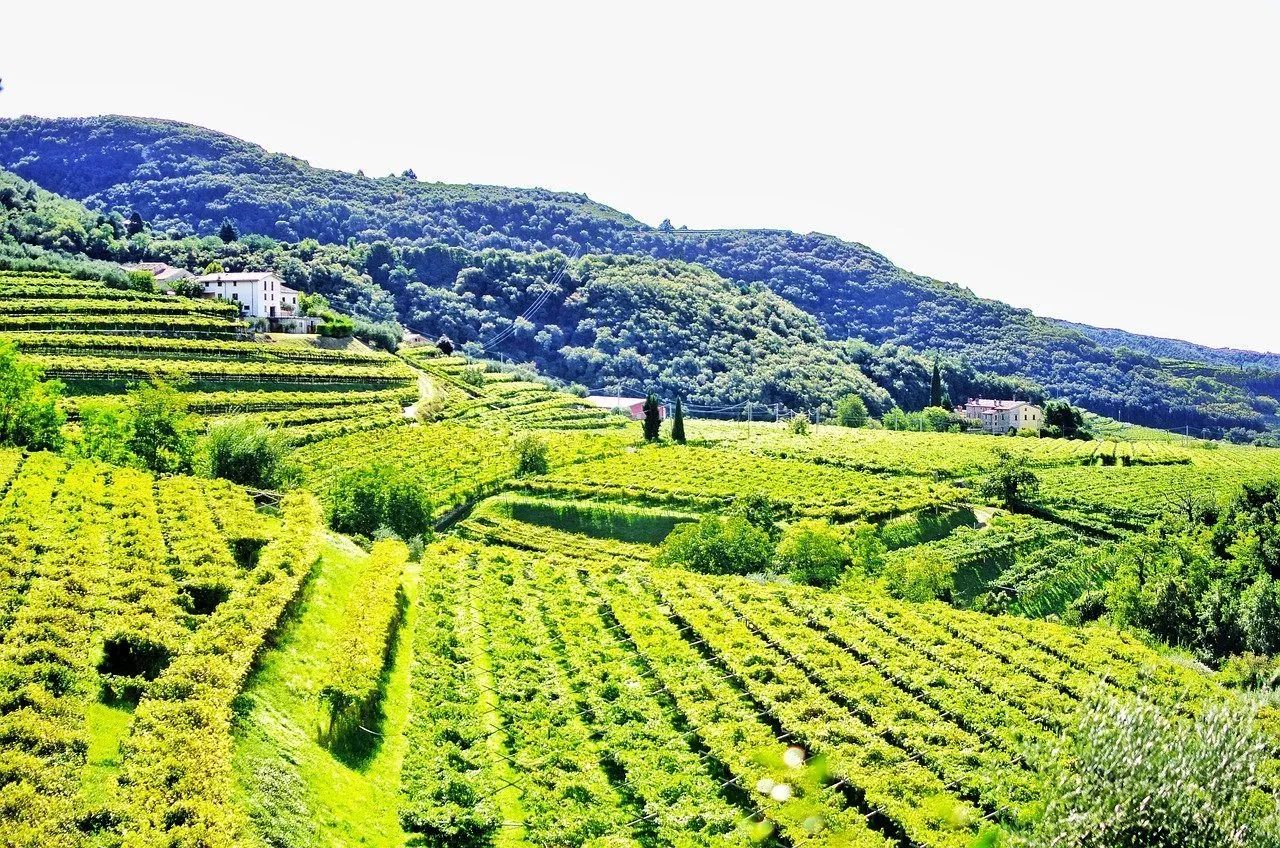 degustazioni in valpolicella