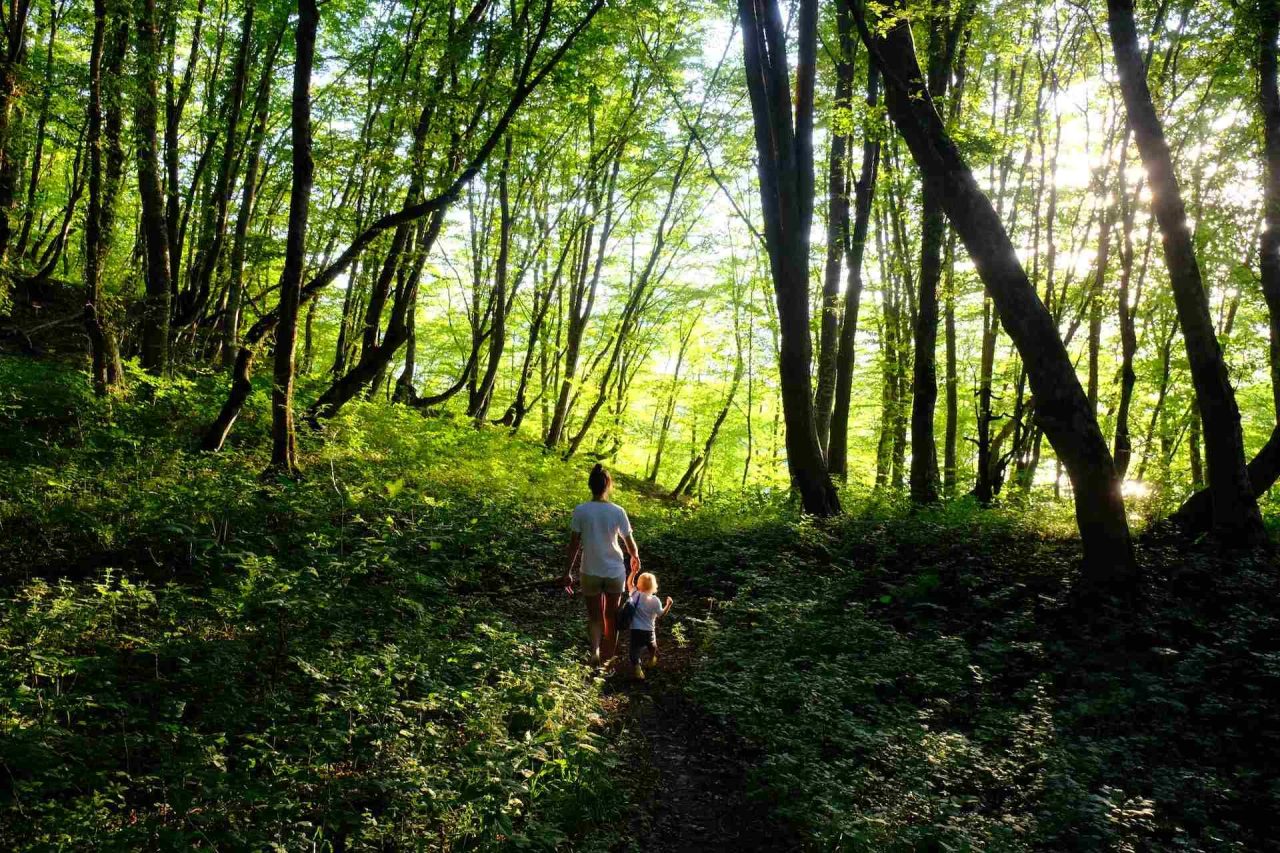 terapia passeggiata protocollo intesa parco nazionale foreste casentinesi abete rosso itinerari