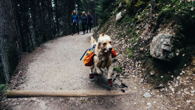 Activities With Dogs: How to Have Fun With Your Four-Legged Friend