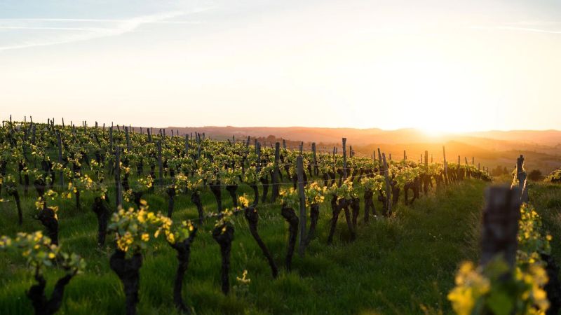 places to practice yoga in vineyards in Italy sea energy products mountains