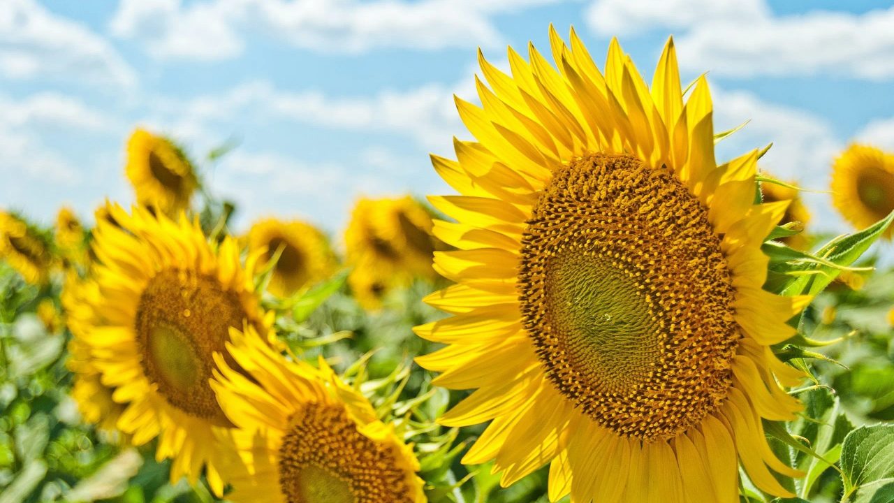 Milano Marittima: The Summer Paradise of Luxury, Golden Beaches, and Endless Fun!
