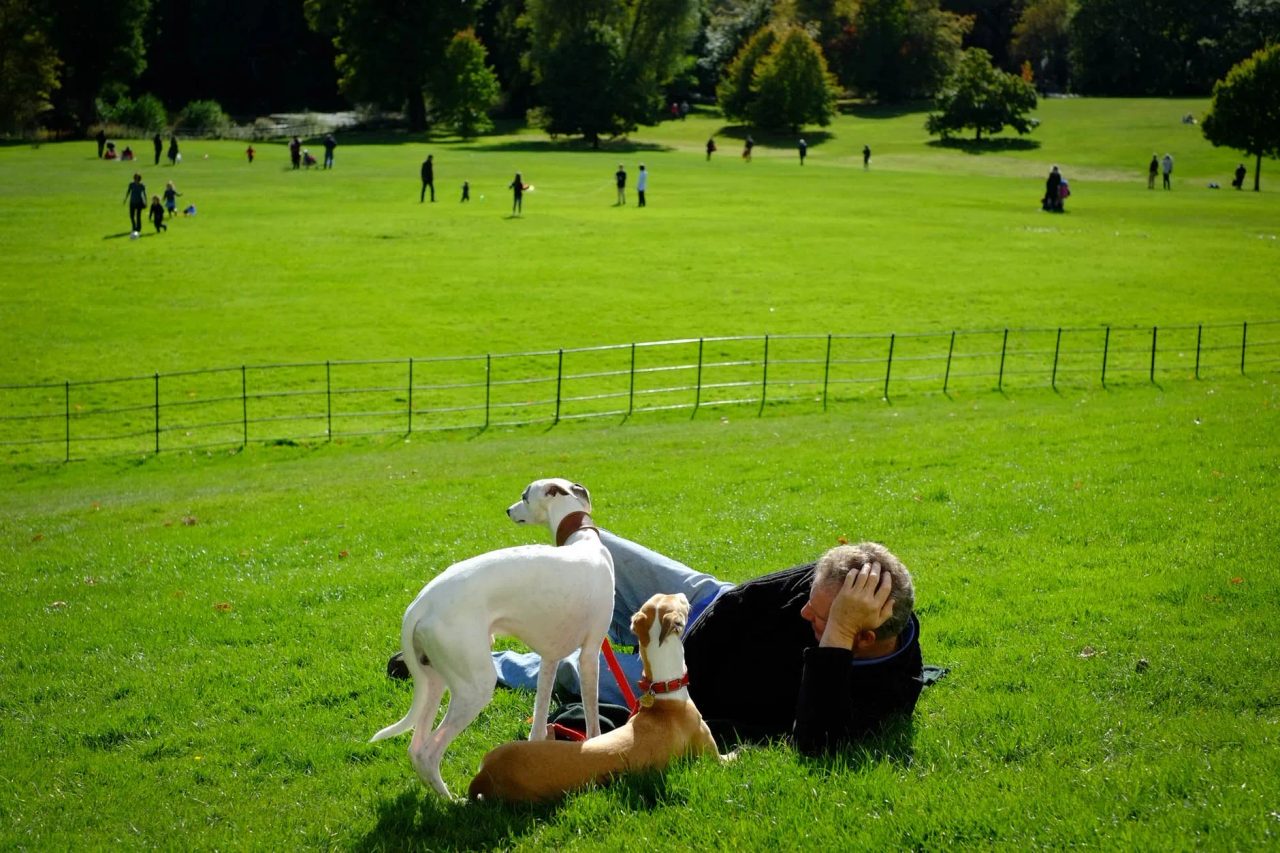 attività con cani