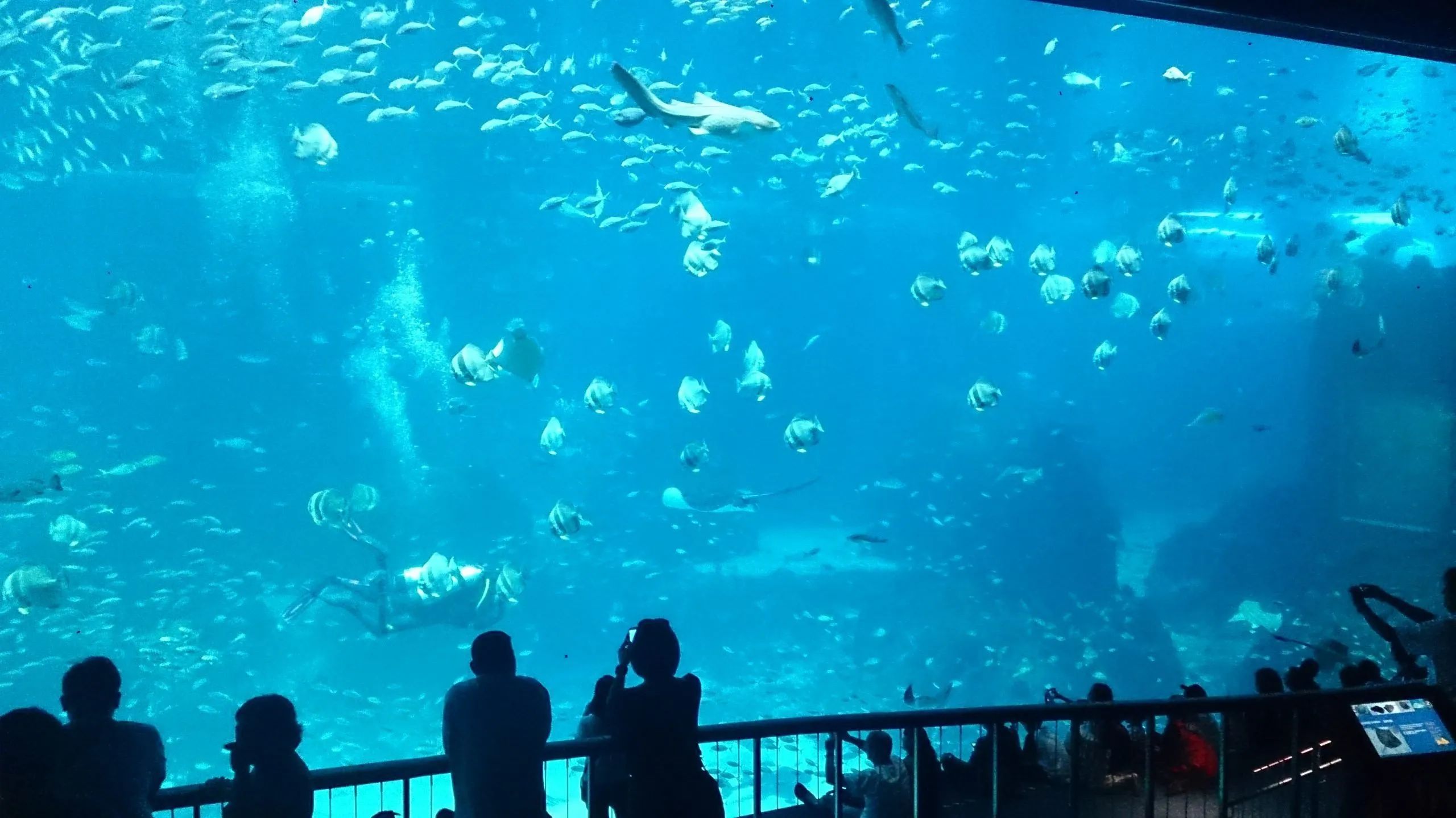 S.E.A. Aquarium: An Incredible Adventure in the Ocean Depths Without Leaving Land