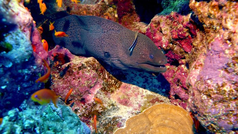 What to See in Marsa Alam: A Journey Between Sea and History