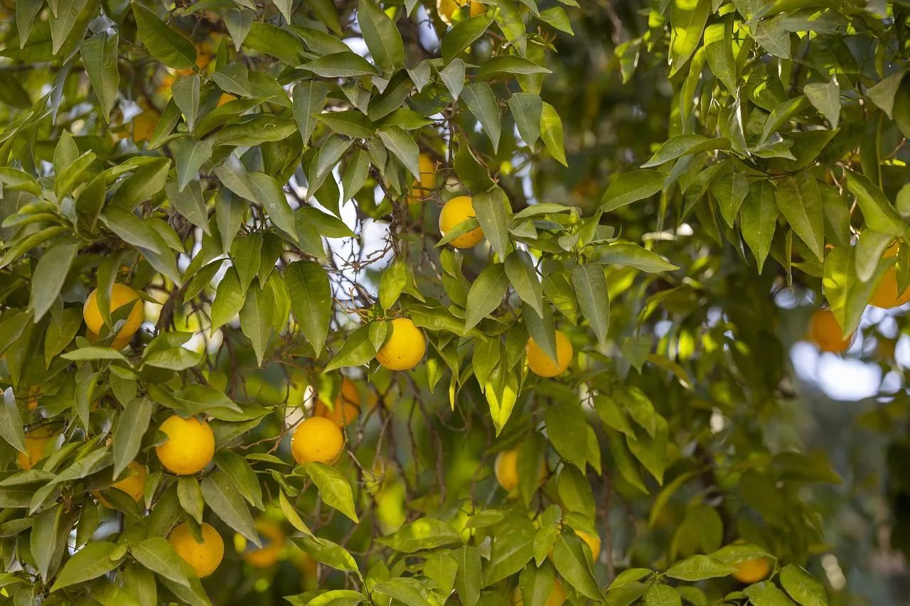 Sentiero dei limoni