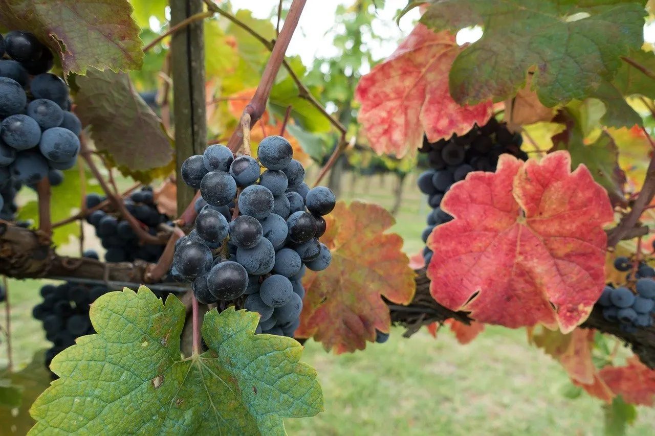 degustazioni in chianti