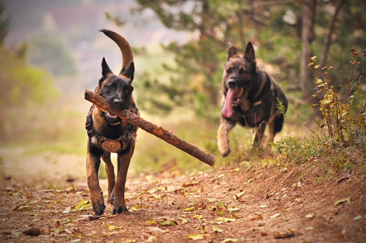 attività con cani
