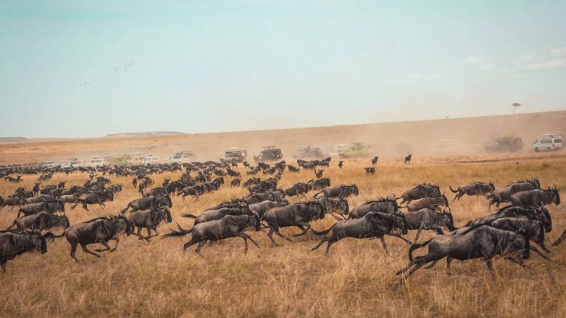 kenya safari big 5 big five nature place lions game drive animals
