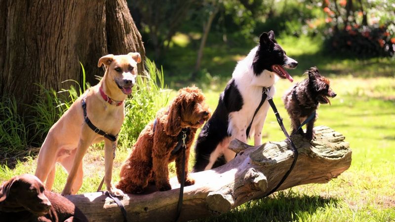 group activities with your dog