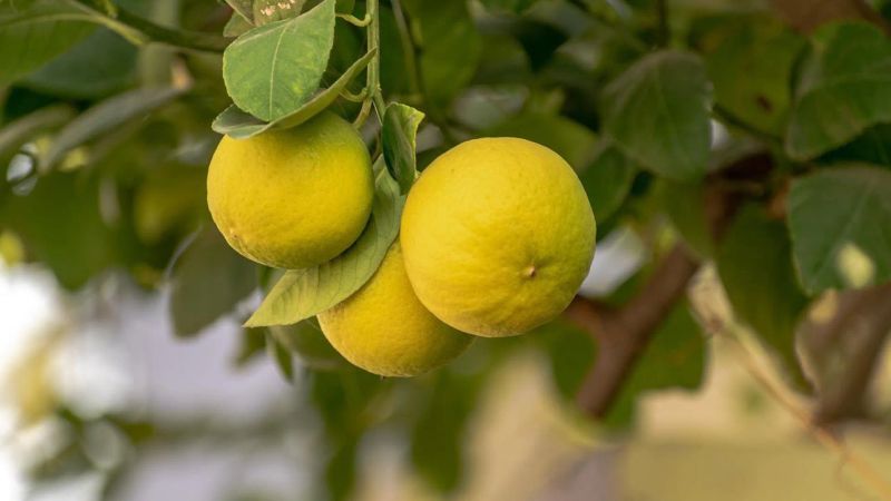 Lemon Trail