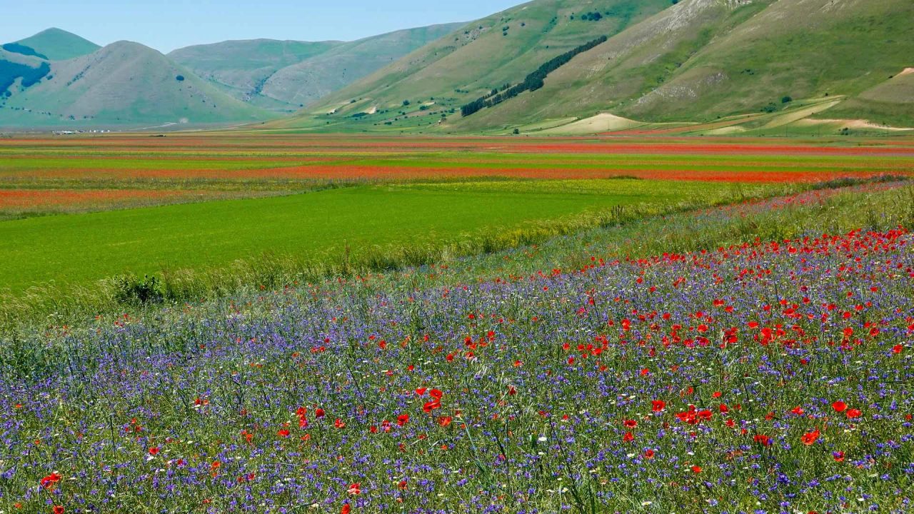 When to See the Blooming of Castelluccio di Norcia