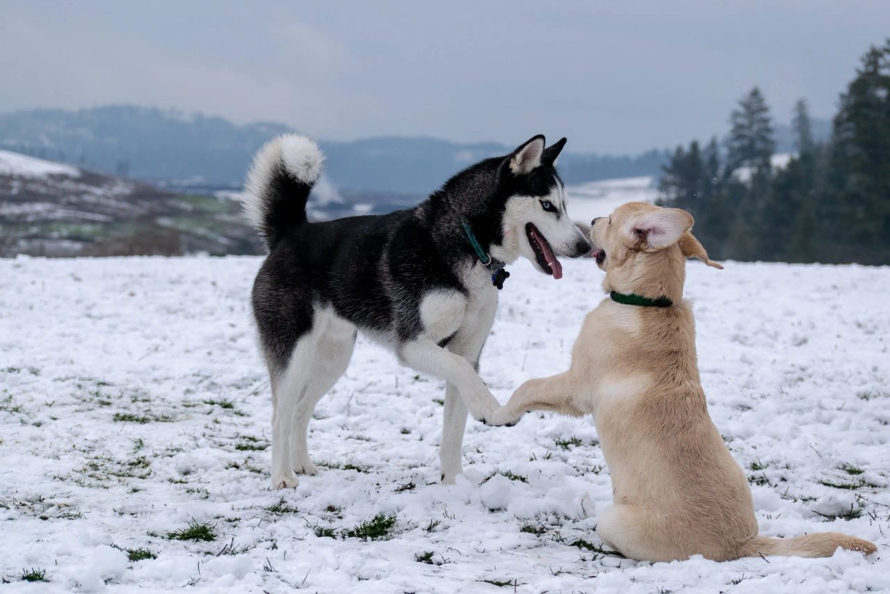 attività di gruppo con il cane