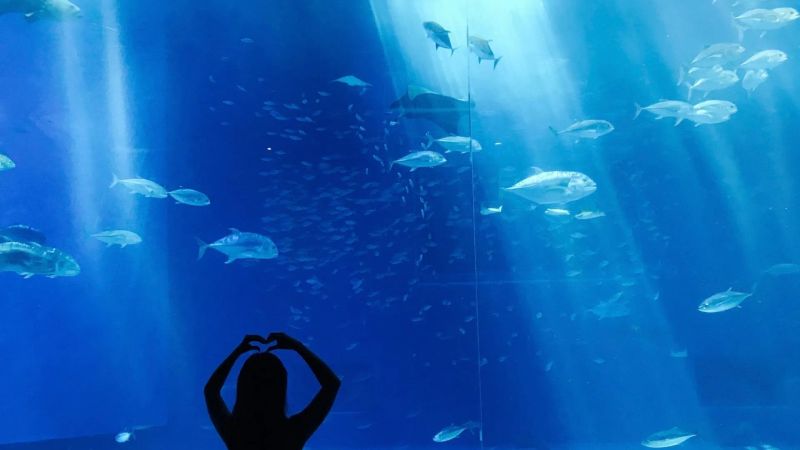 The 5 Most Beautiful Aquariums in the World: A Journey into the Depths to Discover Aquatic Life