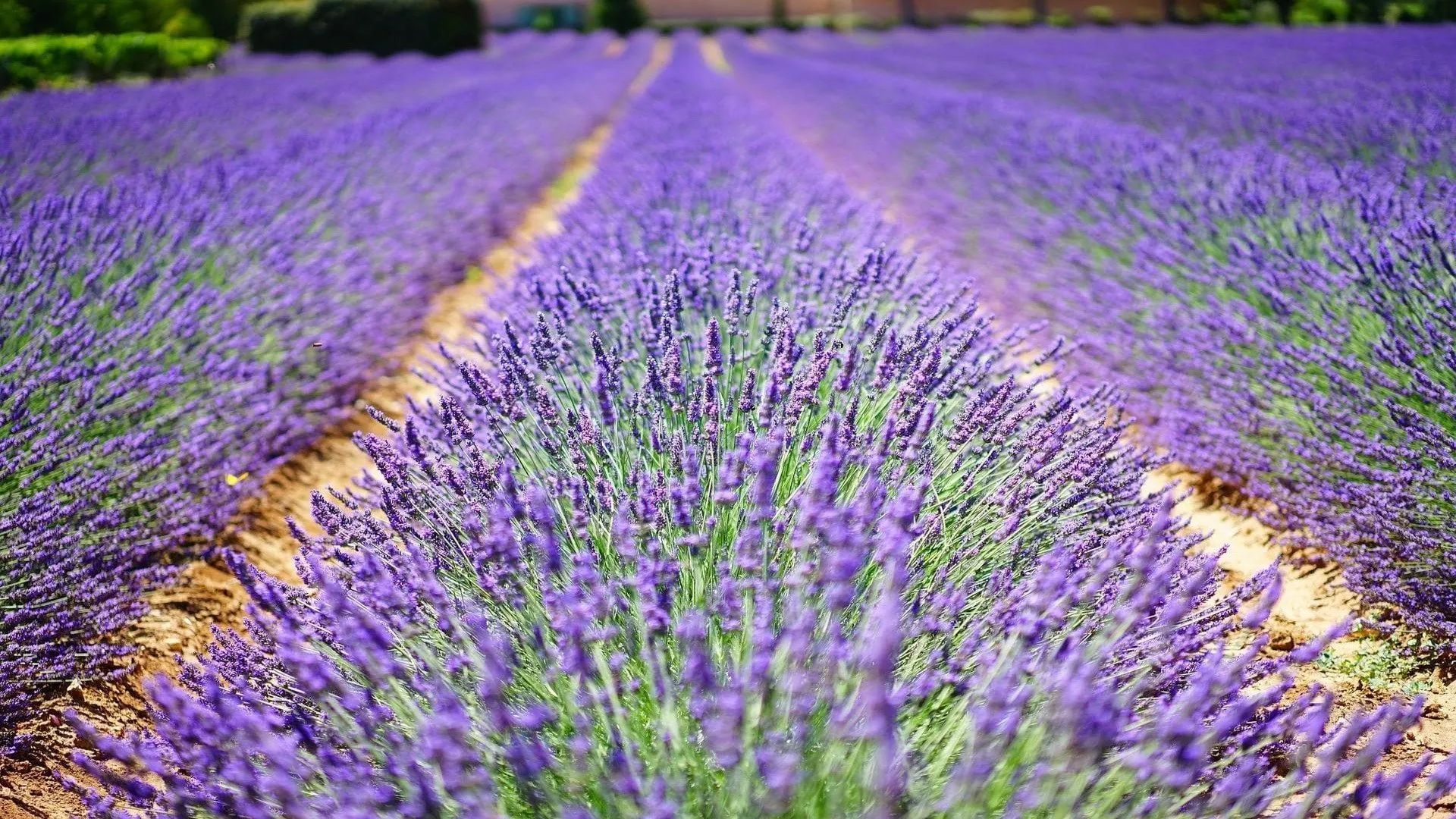 lavender bloom