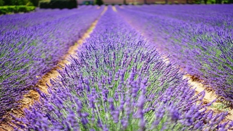 lavender bloom